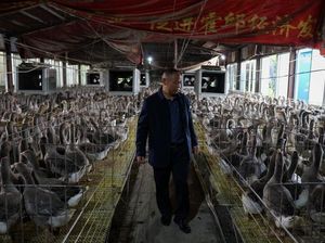 Bisnis Foie Gras, Pria yang Pernah Kelaparan Ini Sekarang Hidup Mewah