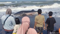 Hiu Tutul Seberat 1,2 Ton Terdampar di Pantai Cemara Sewu Cilacap Berakhir Mati