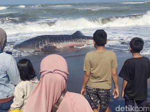 Hiu Tutul Seberat 1,2 Ton Terdampar di Pantai Cemara Sewu Cilacap Berakhir Mati