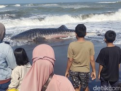 Hiu Tutul 1,2 Ton Terdampar di Pantai Cemara Sewu Cilacap