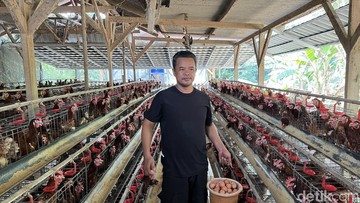 Dari Modal Nol, Nirin Dibantu BRI Kini Jadi Penggerak Usaha Ayam Petelur