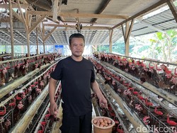 Dari Modal Nol, Nirin Dibantu BRI Kini Jadi Penggerak Usaha Ayam Petelur