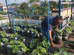 Warga Lamongan Sulap Rooftop Rumah Jadi Kebun Melon Produkitf