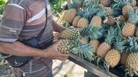 Ini Dia Daerah Penghasil Nanas Terbaik di Sulawesi Utara