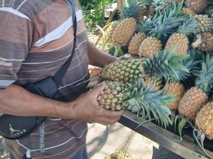 Ini Dia Daerah Penghasil Nanas Terbaik di Sulawesi Utara