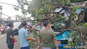 Pohon Tumbang Timpa Kios-Angkot di Simpang Talang Bogor, Lalin Sempat Macet