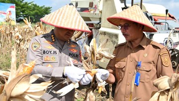 Dukung Swasembada Pangan, Polda Riau Panen Jagung 4 Hekater di Pekanbaru
