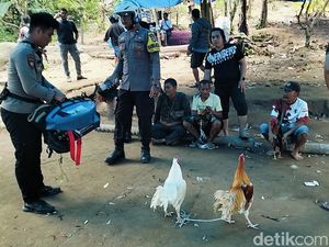 Video: Polisi Gerebek Judi Sabung Ayam di Polman, 7 Pria Diamankan