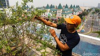 Rooftop Parkir Kantor Wali Kota Jakbar Disulap Jadi Kebun Sayur