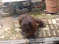 Orang Utan di Kutim Tak Lagi Takut Manusia, Warga: Diasapi Pun Tak Pergi