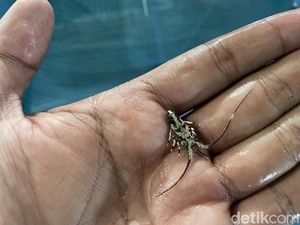 Dampak Tongkang Terdampar, Benih Lobster di Parigi Pangandaran Mati
