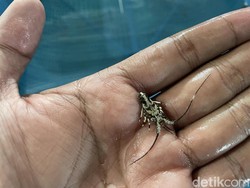 Dampak Tongkang Terdampar, Benih Lobster di Parigi Pangandaran Mati