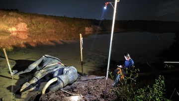 Sedih, Indra si Gajah Tangguh dari TN Way Kambas Mati