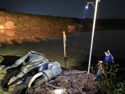 Gajah Berusia 42 Tahun di Way Kambas Mati