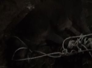 Video: Heboh Babi Hutan Masuk Rumah Warga di Serdang Bedagai, 1 Orang Terluka