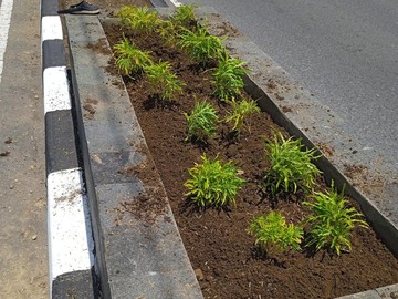 Tanaman Hias di Pembatas Jalan Sleman Kerap Dicuri, Pelaku Sulit Dicari