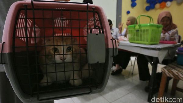 Vaksinasi Rabies Gratis di Menteng, Dukung Target Indonesia Bebas Rabies 2030