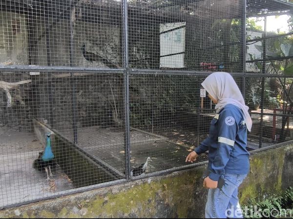 Senangnya Warga Bisa Healing di Mini Zoo SPBU Harjosari Semarang