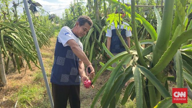Yayasan Dharma Bhakti Astra (YDBA) memberikan pendampingan kepada kelompok petani buah naga di Sumbermulyo, Banyuwangi, Jawa Timur untuk memperluas pasar hingga ke mancanegara.