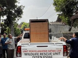 Viral Seekor Kasuari Berkeliaran di Permukiman Ngaglik Sleman