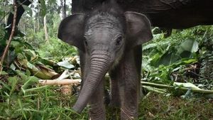 Nona Seroja, Bayi Gajah Sumatra yang Mencuri Perhatian