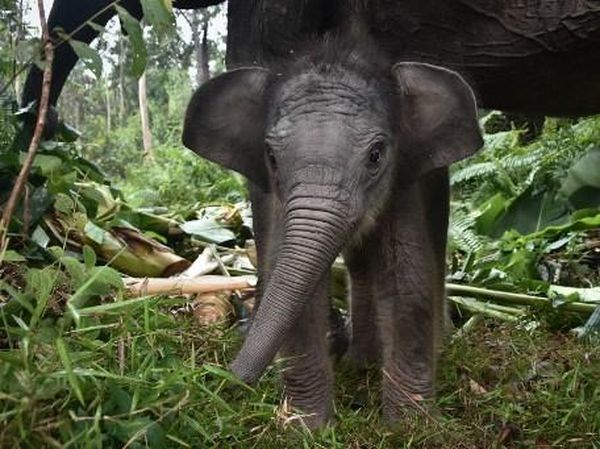 Nona Seroja, Bayi Gajah Sumatra yang Mencuri Perhatian