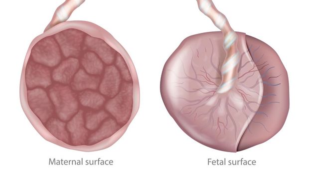Detailed medical illustration showing the human placenta with maternal and fetal surfaces. The image includes the umbilical cord attachment and vascular