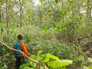 Pamit ke Rumah Anak Jalan Kaki, Mbah Bajiyo Hilang di Hutan Selorejo