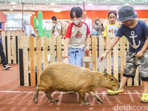 Tak Perlu ke Kebun Binatang, Anak-anak Bisa Bertemu Kapibara di Dalam Mal