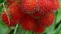 9 Buah Paling Langka di Dunia, Ada Rambutan yang Tumbuh di Indonesia