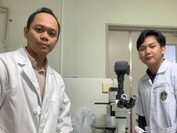 Daun Pala Ternyata Manjur Jadi Obat Rematik dan Nyeri