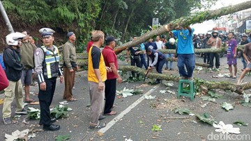 Pohon di Bogor Tumbang Timpa Motor dan Gerobak PKL