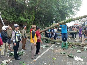 Pohon di Bogor Tumbang Timpa Motor dan Gerobak PKL