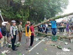 Pohon di Bogor Tumbang Timpa Motor dan Gerobak PKL