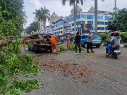 Pohon Pumbang Timpa Mercy dan Taksi di Kelapa Gading, 2 Pengemudi Terluka