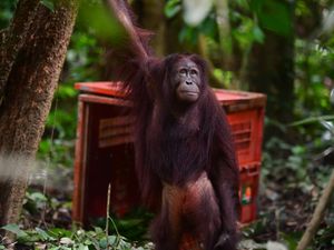 Insting Orang Utan Sempat Hilang, Bagus, Eboni, Ruby Kini Lulus Sekolah