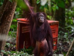 Insting Orang Utan Sempat Hilang, Bagus, Eboni, Ruby Kini Lulus Sekolah