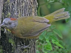 Kisah Burung Beracun Ditemukan di Papua, Dagingnya Membakar