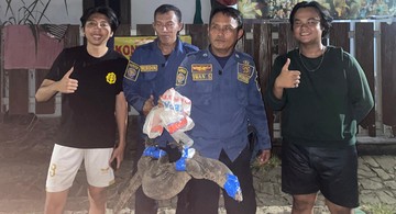 Biawak Masuk Rumah Warga di Bogor, Damkar Turun Tangan Evakuasi