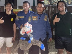 Biawak Masuk Rumah Warga di Bogor, Damkar Turun Tangan Evakuasi