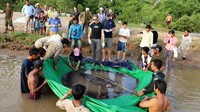 Lele Raksasa Mekong Nyaris Punah Bermunculan Lagi, Ilmuwan Kaget