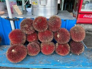 Ini Lahung, Durian Merah Khas Katingan Hulu yang Jadi Buruan Warga