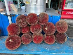 Ini Lahung, Durian Merah Khas Katingan Hulu yang Jadi Buruan Warga