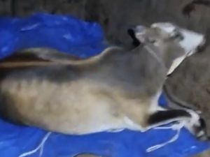 Dandim Labuhanbatu soal Oknum TNI Dituduh Ambil Lembu Warga: Tidak Benar