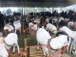 Pesta Patok Tasikmalaya, Ajang Silaturahmi dan Dongkrak Harga Ternak