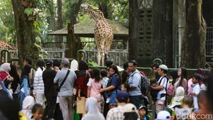 Hari Terakhir Masuk Gratis, Ragunan Diserbu Pengunjung