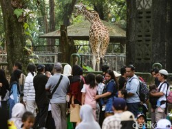 Video Pramono: Tarif Ragunan Terlalu Murah tapi Biaya Perawatan Hewan Tinggi