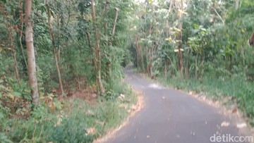 Kesaksian Warga Kampung Mati di Sleman, Kini Seperti Hutan Angker
