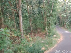 Kesaksian Warga Kampung Mati di Sleman, Kini Seperti Hutan Angker
