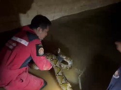 Ular Piton 4 Meter Sembunyi di Kolam Hidran MTos Makassar Dievakuasi